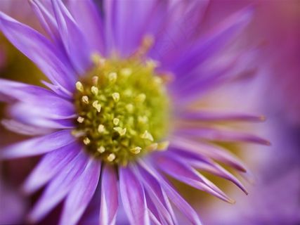 唯美高清特写鲜花图片