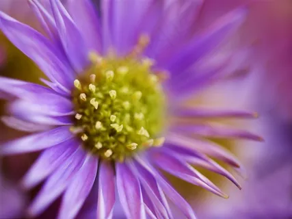 唯美高清特写鲜花图片 唯美高清特写鲜花图片