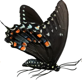 昆虫蜻蜓动物免扣素材虫子蝴蝶