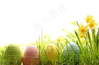 散落的地上的彩蛋和可爱兔子高清素材