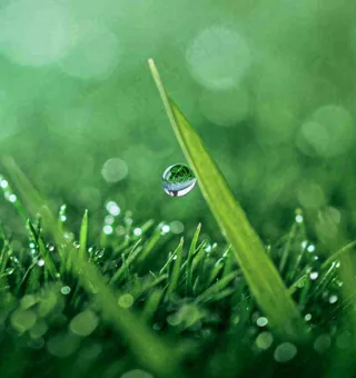 春天草地绿叶上的露珠，惊蛰雨水谷雨摄影图