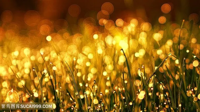 散发金光的草地草坪