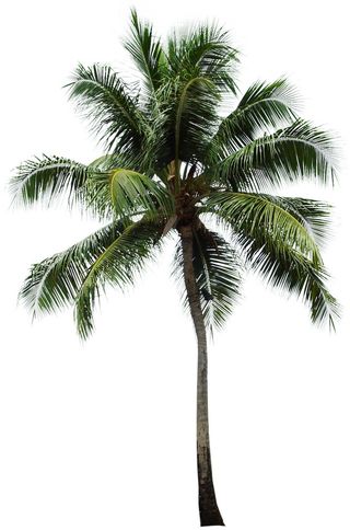 高清树木素材 免抠PSD植物素材 美术绘画园林贴图 树草灌木花草