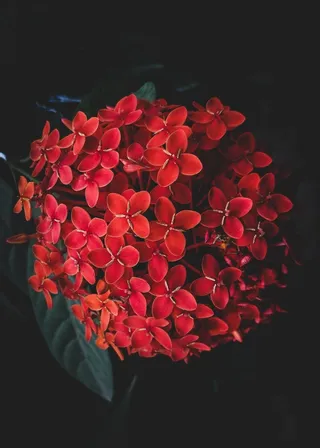 捧花鲜花图片背景