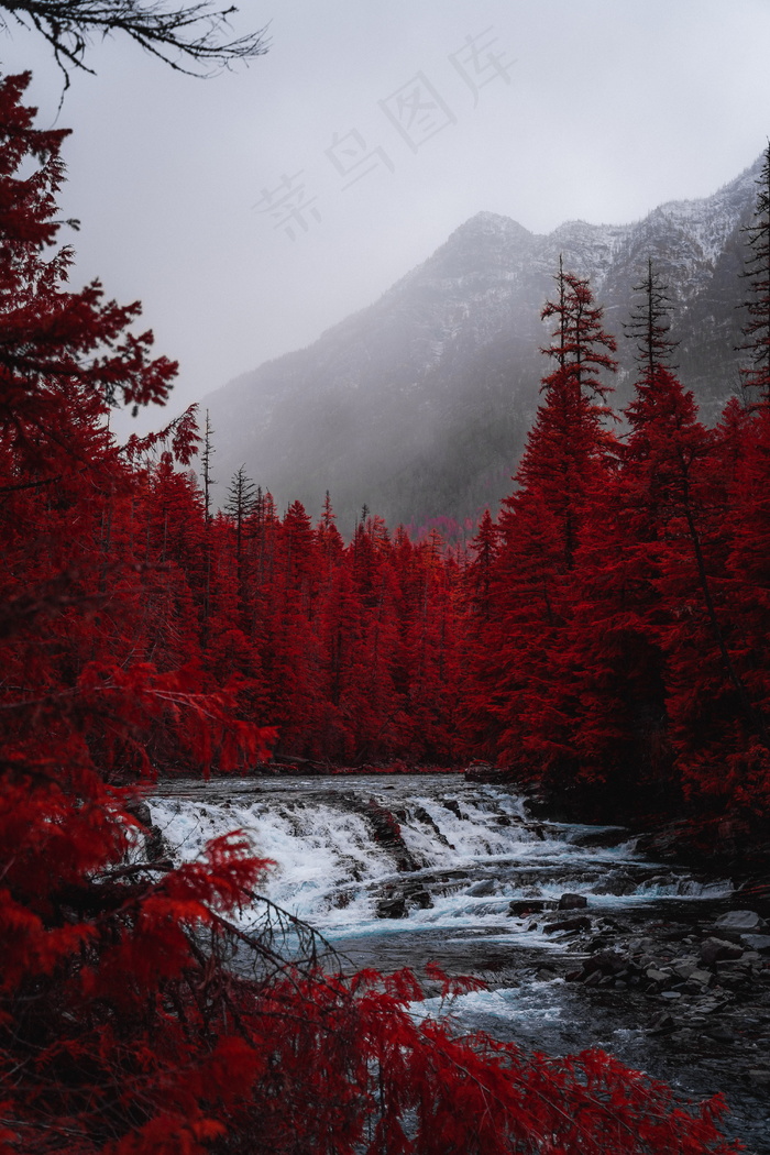 水杉树流水风景图片