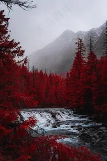 水杉树流水风景图片 水杉树流水风景图片