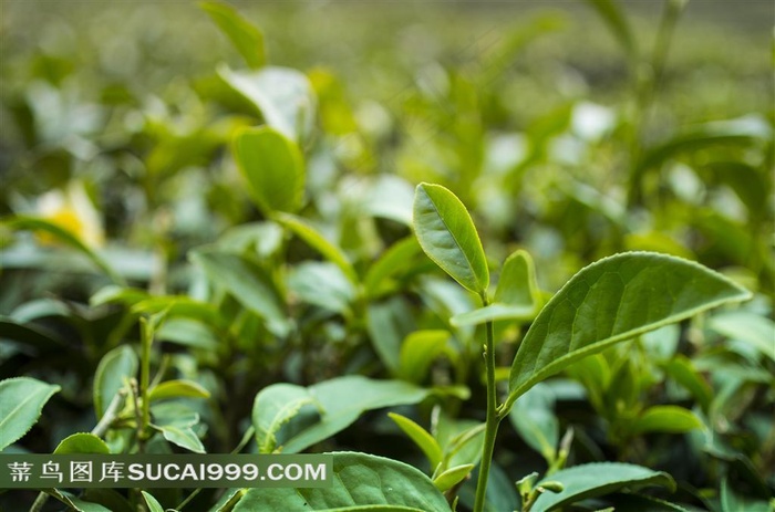 在种植园里的茶叶特写摄影高清图片