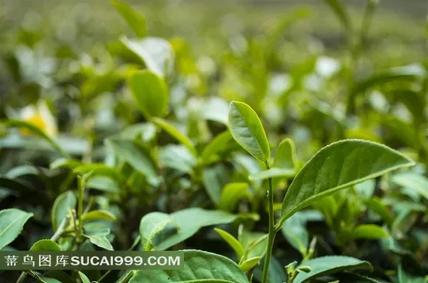 在种植园里的茶叶特写摄影高清图片 在种植园里的茶叶特写摄影高清图片