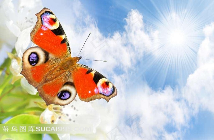 美丽蝴蝶图片素材下载