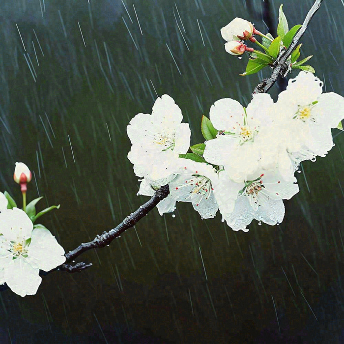 春天雨天白色花朵，雨水谷雨摄影图(1024x1024)