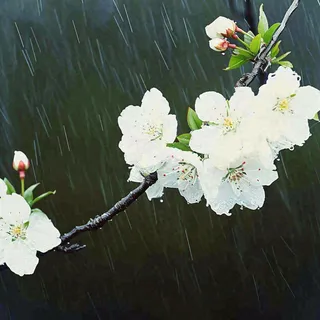春天雨天白色花朵，雨水谷雨摄影图