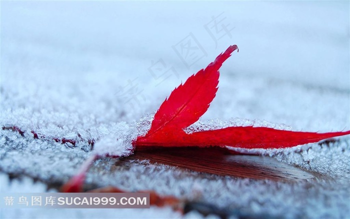 有霜的红叶素材