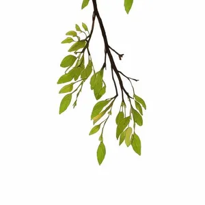树枝免抠
