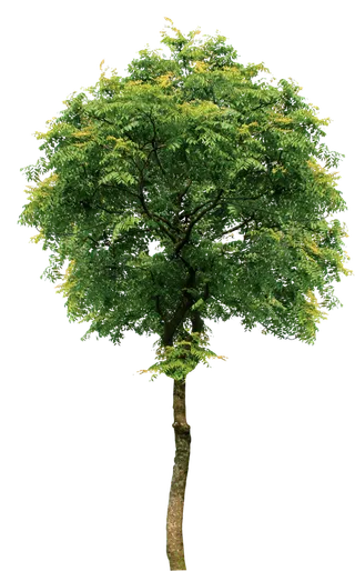 树木树枝树叶免扣素材