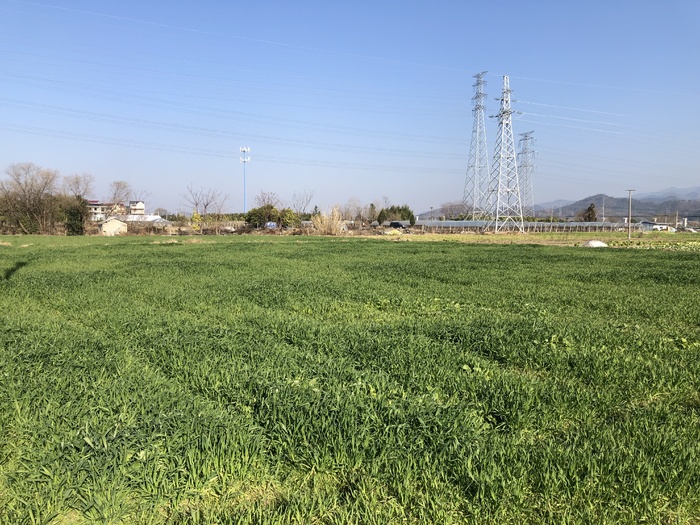 田野风光、麦田风景