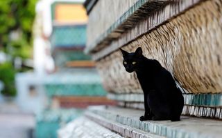 黑色的大猫