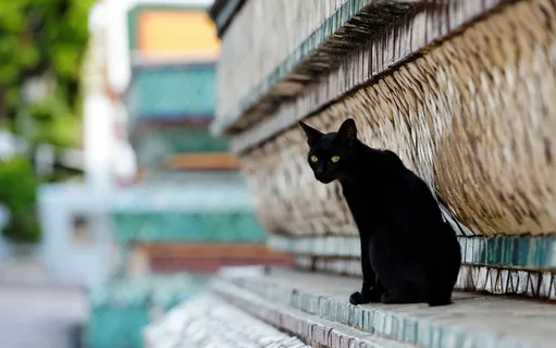 黑色的大猫 黑色的大猫