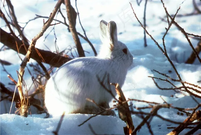 雪白的小白兔摄影大图