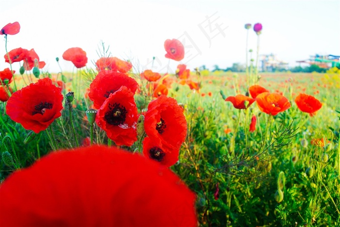 虞美人花田美景