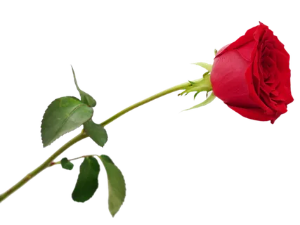 鲜花玫瑰免扣素材