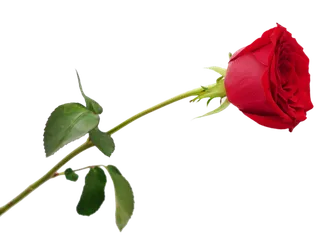 鲜花玫瑰免扣素材