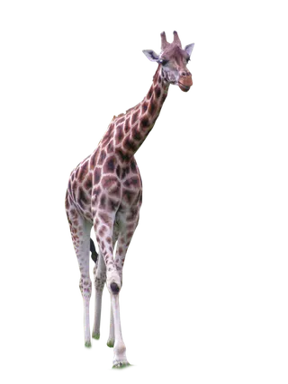 长颈鹿动物非洲鹿动物园设计素材