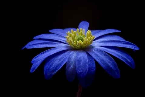 银莲花图片 银莲花图片