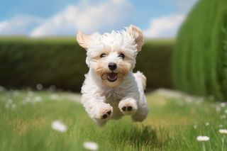 白色西高地宠物狗在草坪飞奔玩耍快乐摄影图