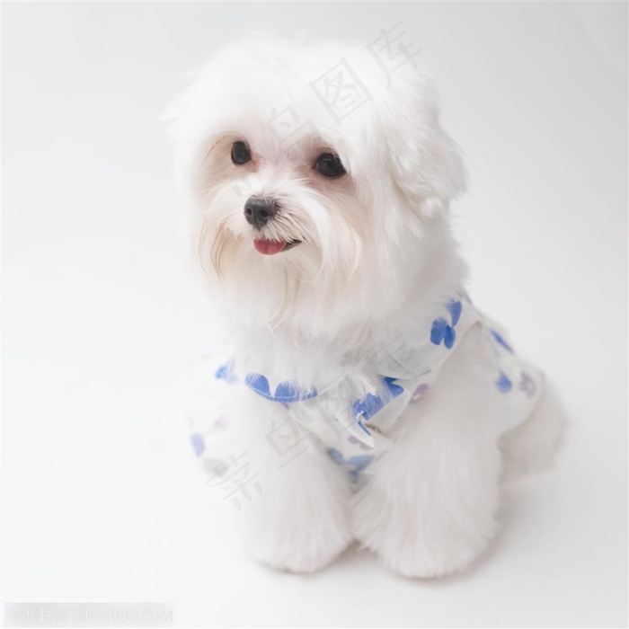 雪白漂亮的梗犬