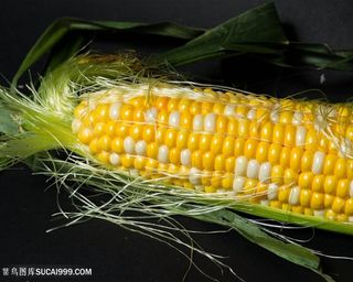 唯美农作物玉米