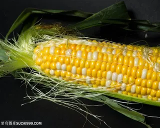 唯美农作物玉米