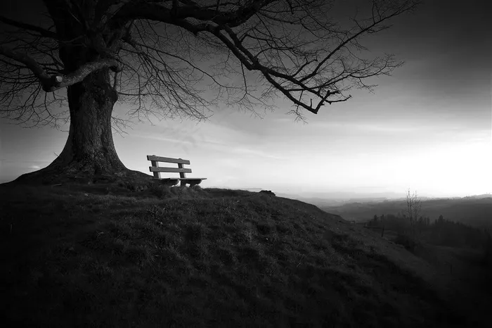 灰色背景的树干