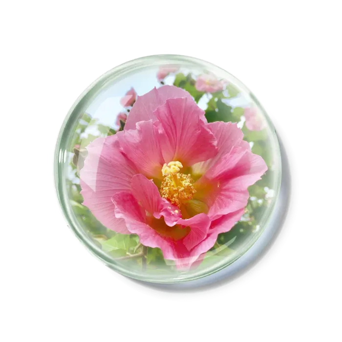 化妆品产品成分—木芙蓉 免抠图