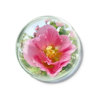 化妆品产品成分—木芙蓉 免抠图