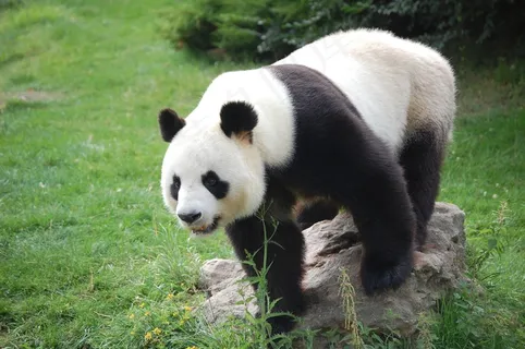 动物园熊猫图片 动物园熊猫图片