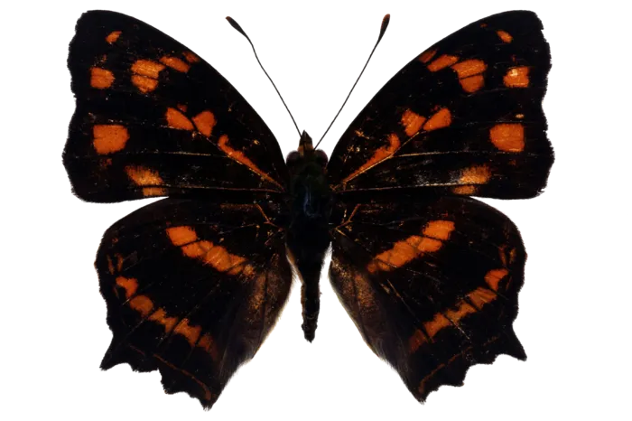 蝴蝶 彩蝶 花蝴蝶 动物 昆虫 免抠 (15)