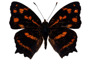 蝴蝶 彩蝶 花蝴蝶 动物 昆虫 免抠 (15)