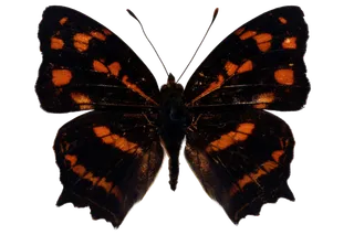 蝴蝶 彩蝶 花蝴蝶 动物 昆虫 免抠 (15)