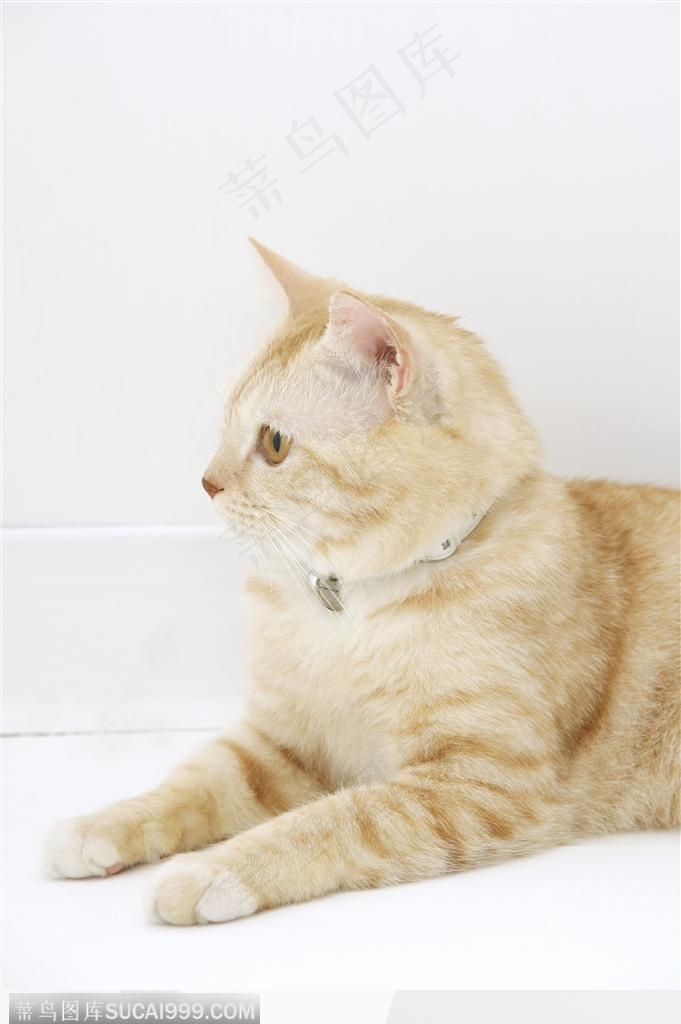 可爱猫咪-小黄猫侧面