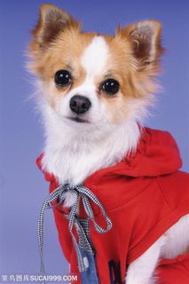 小型犬-穿着衣服的小狗