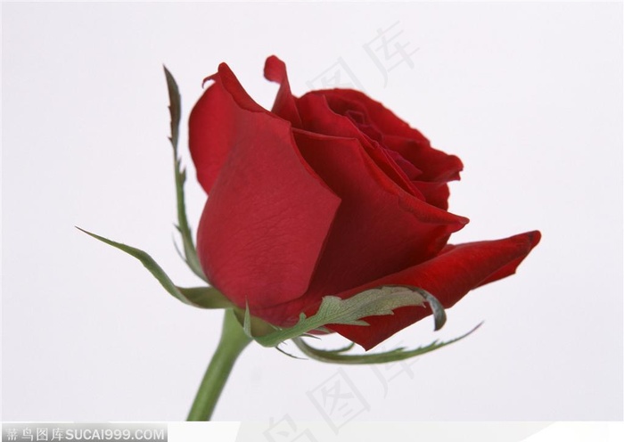 玫瑰花物语-斜放的红玫瑰
