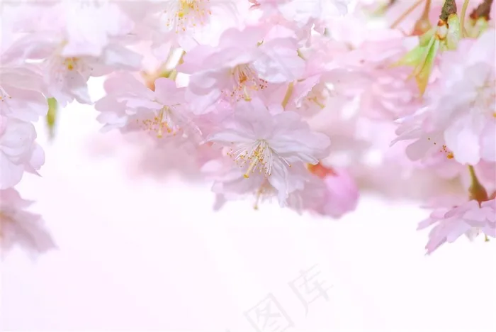 美丽的樱花摆拍