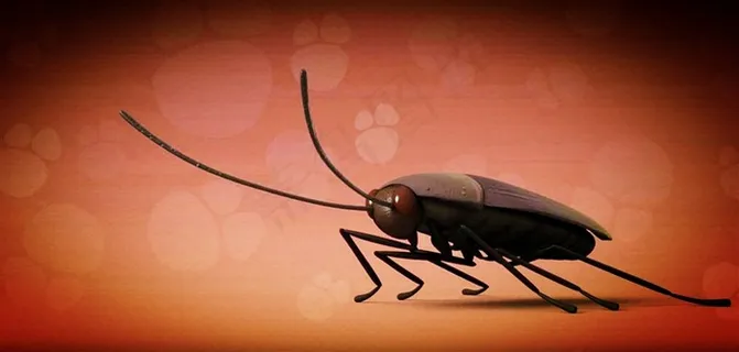 常见昆虫蟑螂 常见昆虫蟑螂