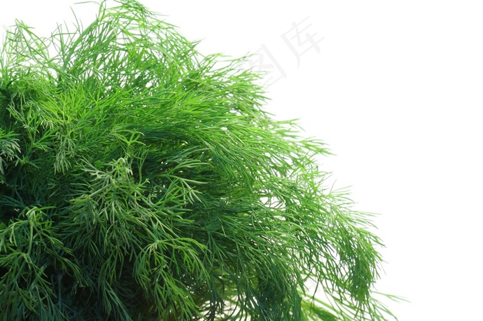 茼蒿高清局部特写