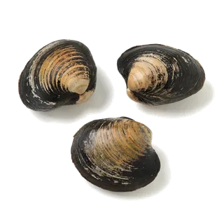 螺贝类带壳类(14)海鲜超市商品红酒白底图免抠实物摄影png格式图片透明底