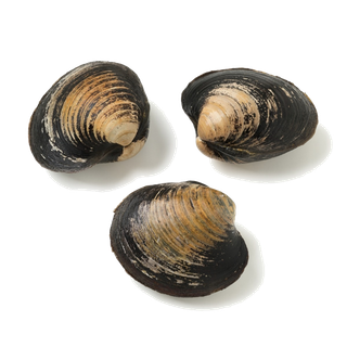 螺贝类带壳类(14)海鲜超市商品红酒白底图免抠实物摄影png格式图片透明底