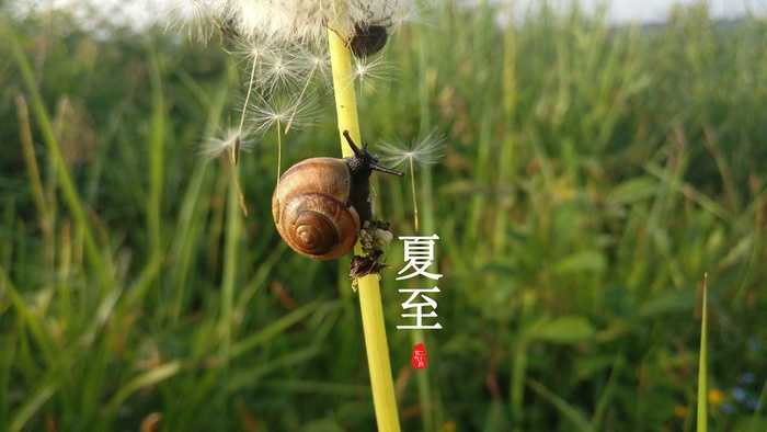 听见夏至图片