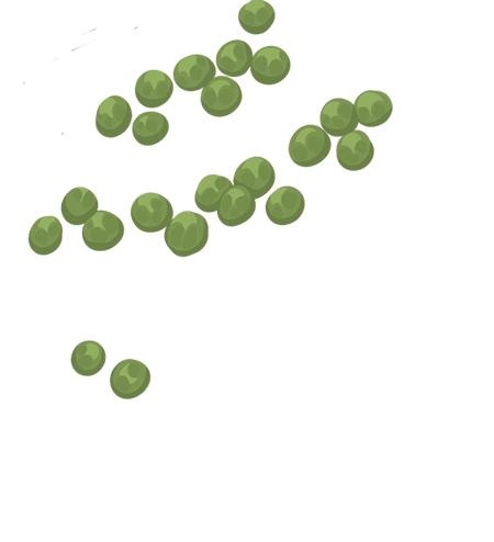 豌豆免抠(450x494)