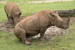 犀牛动物园动物设计素材森林野生