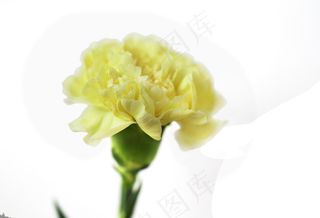 黄色康乃馨图片